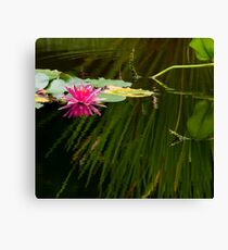 Pink Water Lily Canvas Print