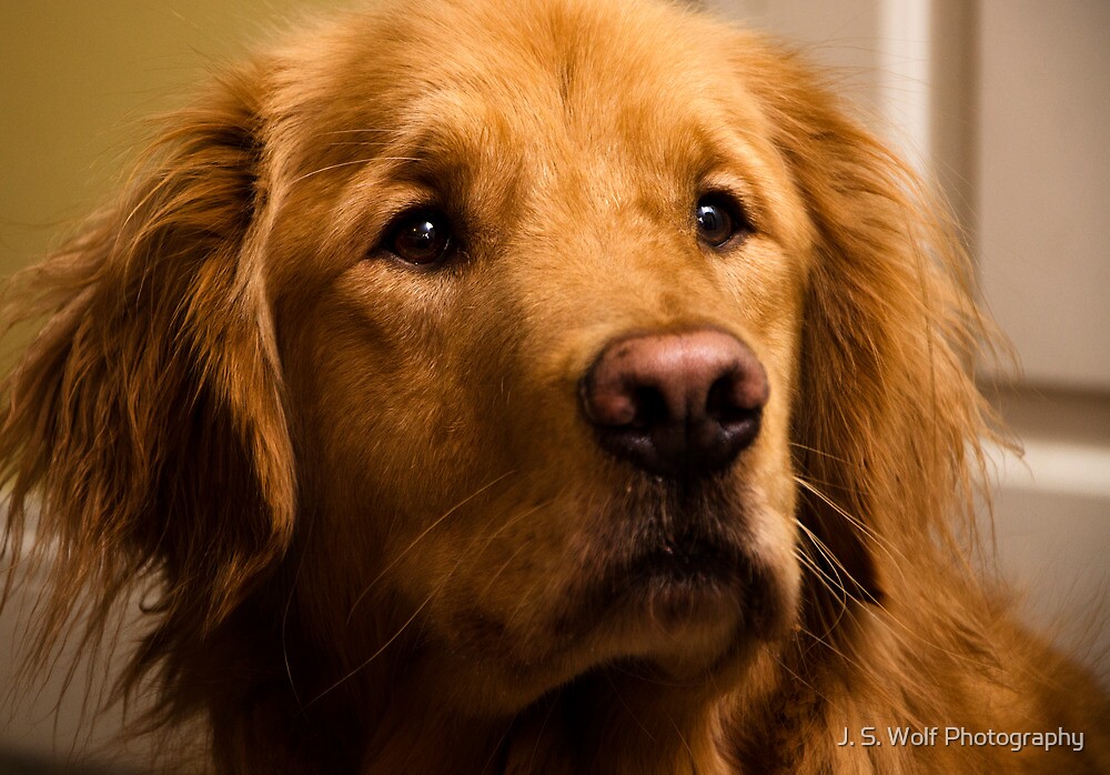 "Golden Retriever" by jswolfphoto | Redbubble