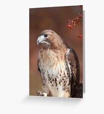 Red -Tailed Hawk ~ Greeting Card