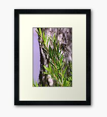 Bottle-brush Framed Print