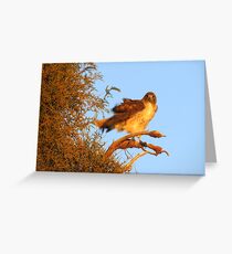 Red-tailed Hawk at Sunset Greeting Card
