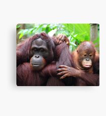 Orangutan mother and child Canvas Print