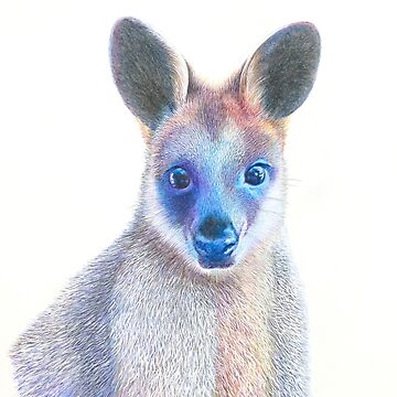 Artwork thumbnail, Swamp Wallaby by grimmhewitt67