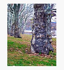 Trees Planted by the River Photographic Print