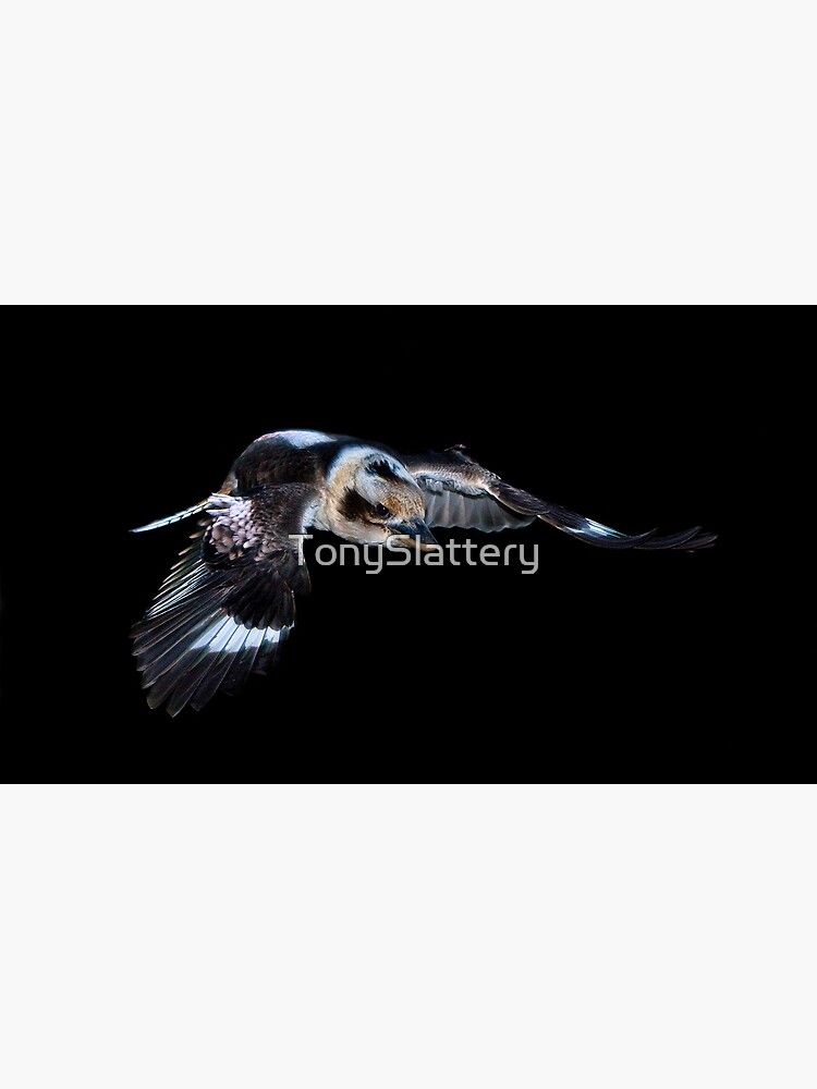 Flying Kookaburra by TonySlattery