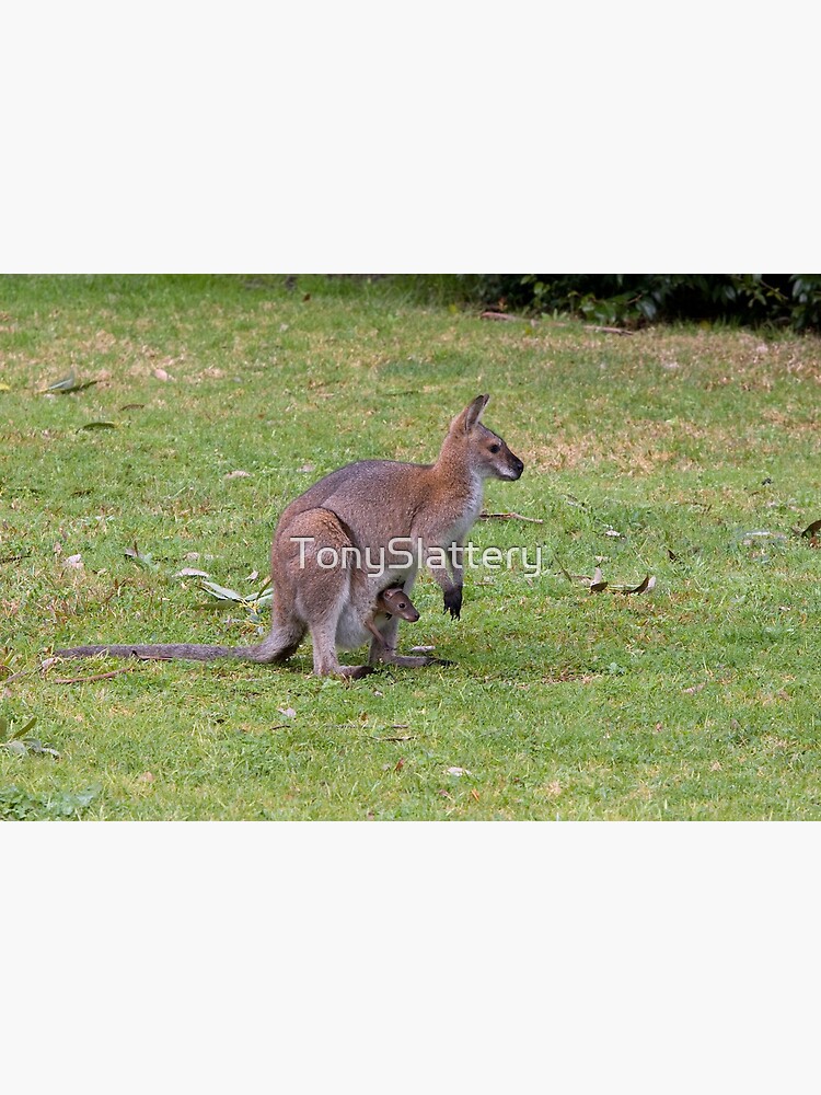 Wallaby with joey by TonySlattery