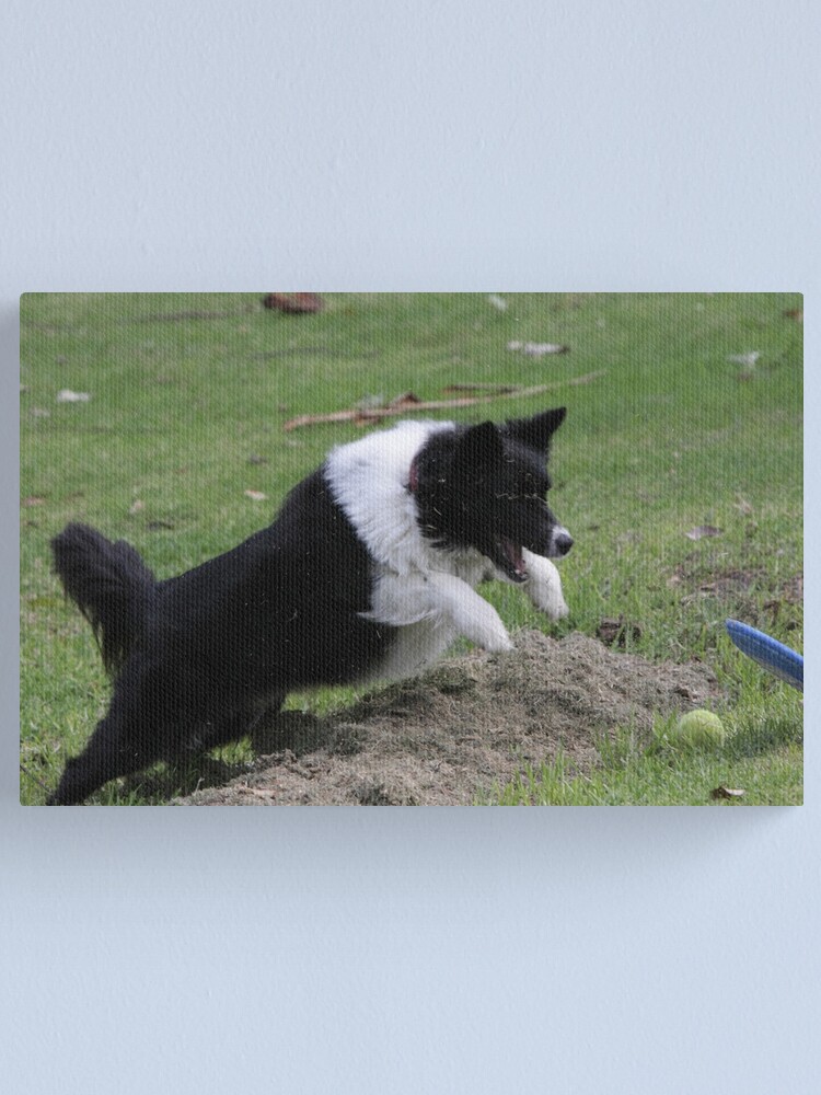 Alternate view of Border Collie Pouncing Canvas Print