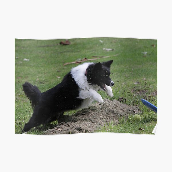 Border Collie Pouncing Poster