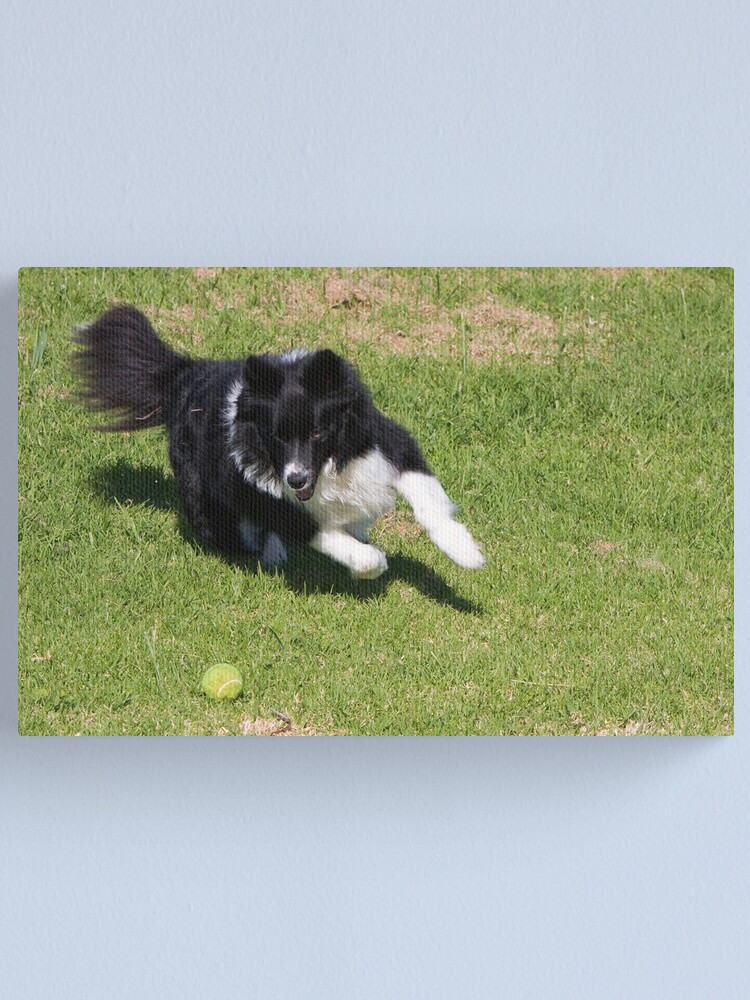 Alternate view of Border Collie Chasing Canvas Print