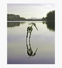 The Heron of Entwistle Photographic Print