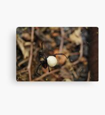 Black Widow Spider Mother Canvas Print