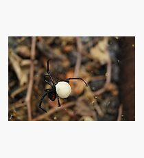 Black Widow Spider Mother Photographic Print