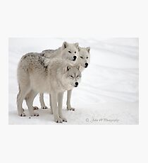 ..always on alert..... Photographic Print