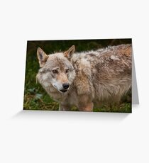 Wolf with beautiful eyes Greeting Card