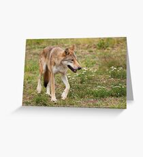Wolf walking Greeting Card