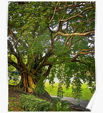 Bodhi Tree Poster