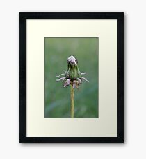 Dandelion born Framed Print