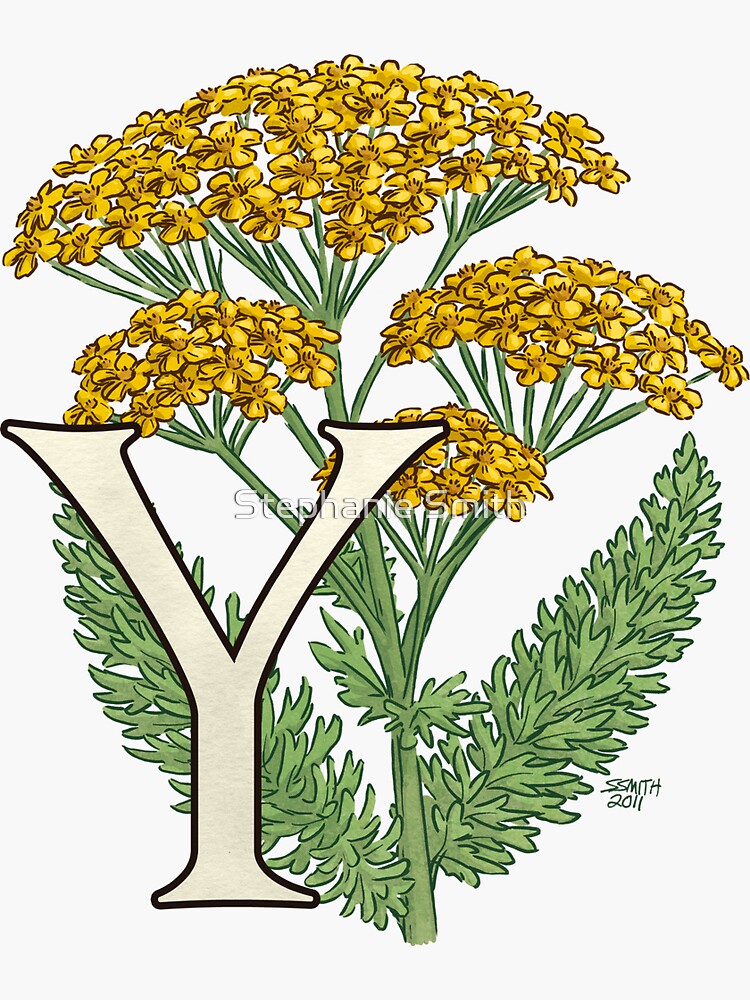 Y is for Yarrow floating by stephsmith