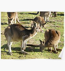Aussie Roos Poster