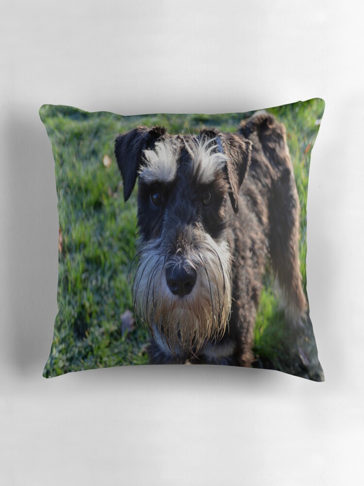 schnauzer throw pillows