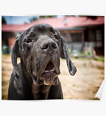 Gentle giant Poster
