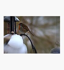 Feed The Birds Photographic Print