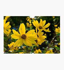 Yellow Daisies Photographic Print