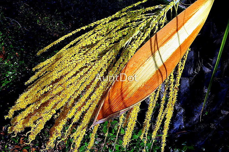 "Pindo Palm Tree Seed Pods" by AuntDot | Redbubble