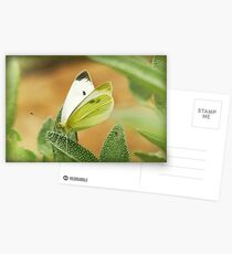 a cabbage moth on a sage leaf Postcards