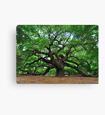 Angel Oak Canvas Print