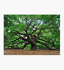 Angel Oak Photographic Print