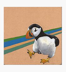 Puffin Photographic Print