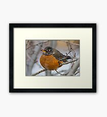 American Robin: Winter Coat Framed Print