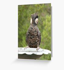 Carnaby Cockatoo Greeting Card