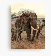 Imposing walk Canvas Print