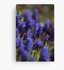 Spring flowers Canvas Print
