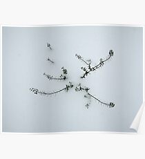 Not the Towering Oak Poster