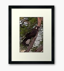Afternoon Visitor Framed Print