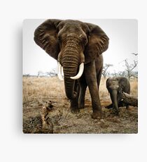 MY Boy Canvas Print