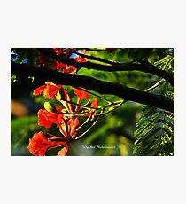 Wildlife Photographic Print