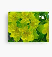 Yellow levity Canvas Print