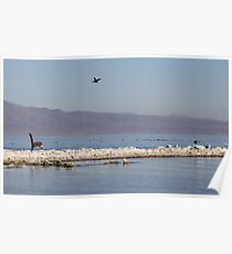 Scenic view Poster