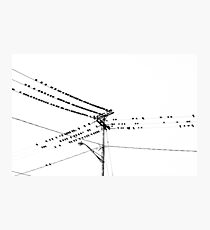 Birds on a wire Photographic Print