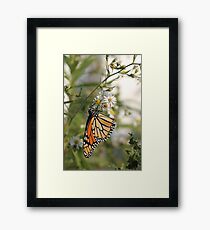 Untitled Framed Print