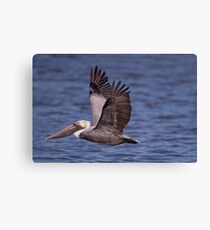 Brown Pelican at Cypremort Point Canvas Print