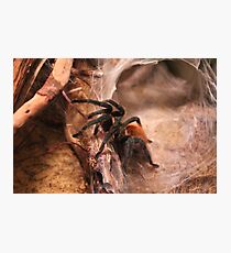 RED KNEE SPIDER Photographic Print