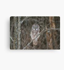 Great Great Owl - Ottawa, Canada Canvas Print