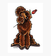 Chocolate Poodle Sweetheart Photographic Print