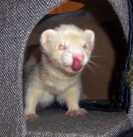 "Albino Ferret" Photographic Prints by Fennic Redbubble