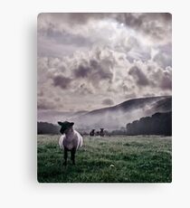 Sheep in the Mist Canvas Print